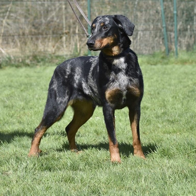 Saphira blue Des Feux Argentés