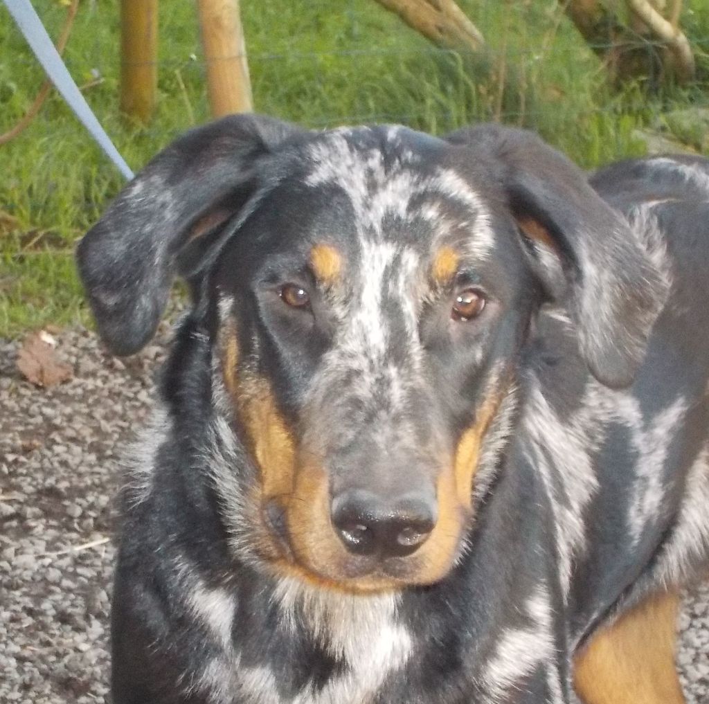 Saphira blue Des Feux Argentés