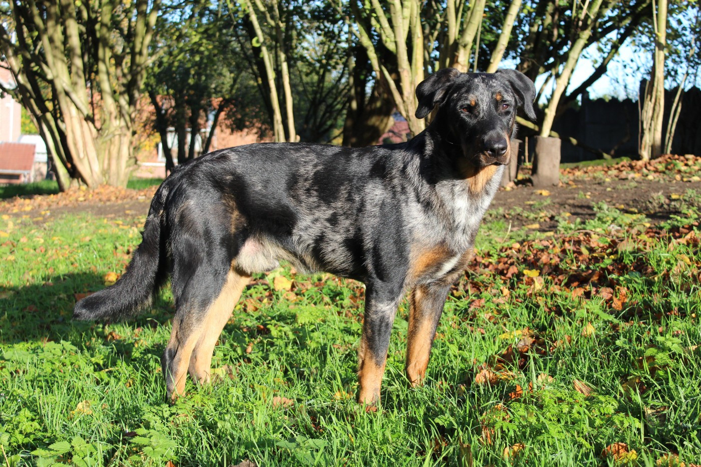 Xaden Riorson blue des Feux Argentés Des Feux Argentés